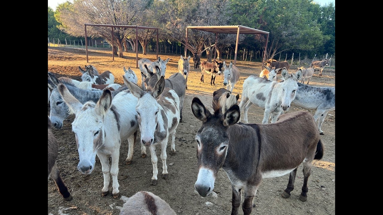 T.E.X.A.S. Rescue: Saving Animals, Healing Veterans – Tracy Miller's Mission of Hope