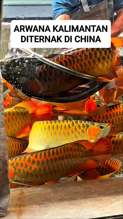 arowana fish farm in china #animals #arwana