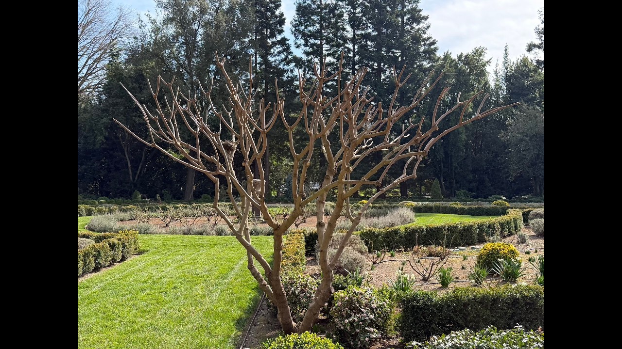 Mastering The Vitex Chaste tree. Pruning basics  | Ep.08