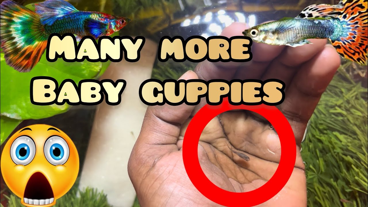 😱GUPPY GAVE BIRTH🐠 MORE GUPPY FRIES MOVING GUPPIES TO POND BABY