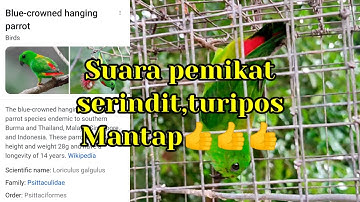 Serindit,turipos#serinditpikat#serinditmemanggil#loriculusgalgulus#