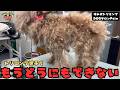 【初来店】まるで羊の毛刈り？重たい鎧を被ったトイプードルの噛み犬トリミング