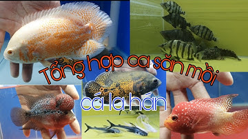 Tổng hợp CÁ LA HÁN,CÁ SĂN MỒI @CakiengVn
