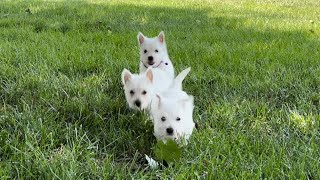 The Three Westie Girls - Part Two by K&MPawTails 182 views 8 months ago 1 minute, 43 seconds