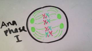 Meiosis Stop Motion