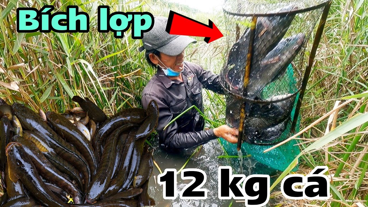 Chia sẻ bí quyết đặt lờ cá không cần mồi hiệu quả 99%| Thăm 28 lờ cá hôm nay 12 KG Cá Đồng ..