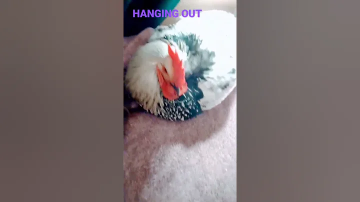 Therapy Chickens