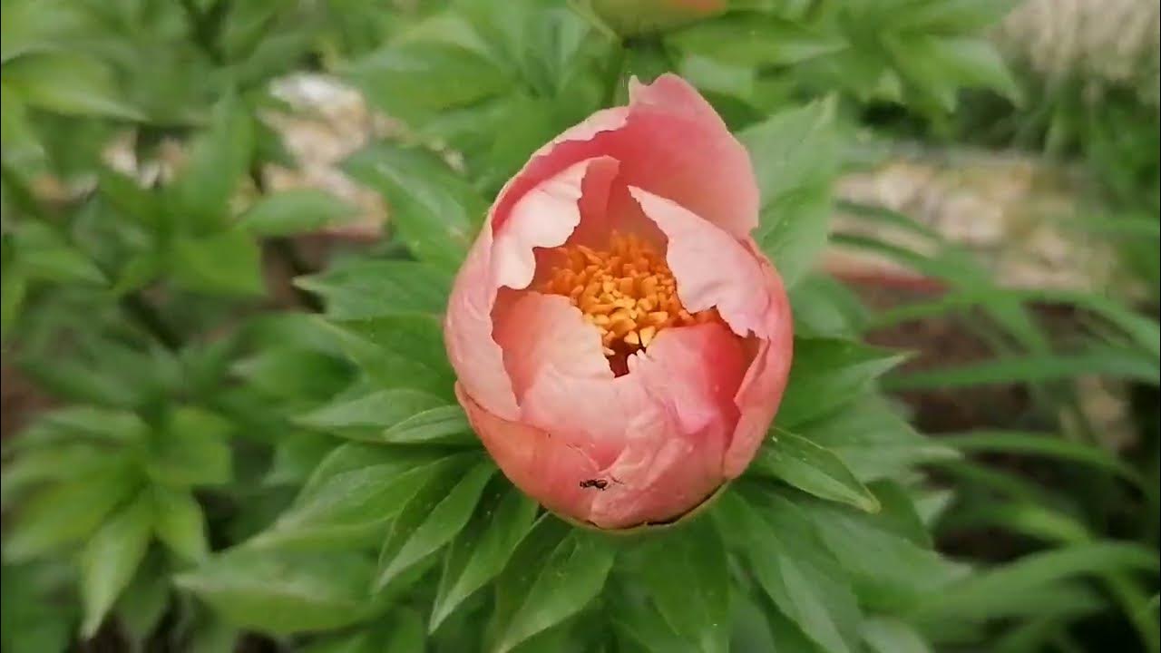 новые ранние пионы~04 - YouTube