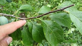 159# La taille en vert des arbres à noyaux : l'exemple du prunier !