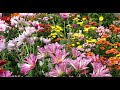 ショパン ノクターン第2番 変ホ長調　Chopin:Nocturne Op,9-2 Flower「 花」