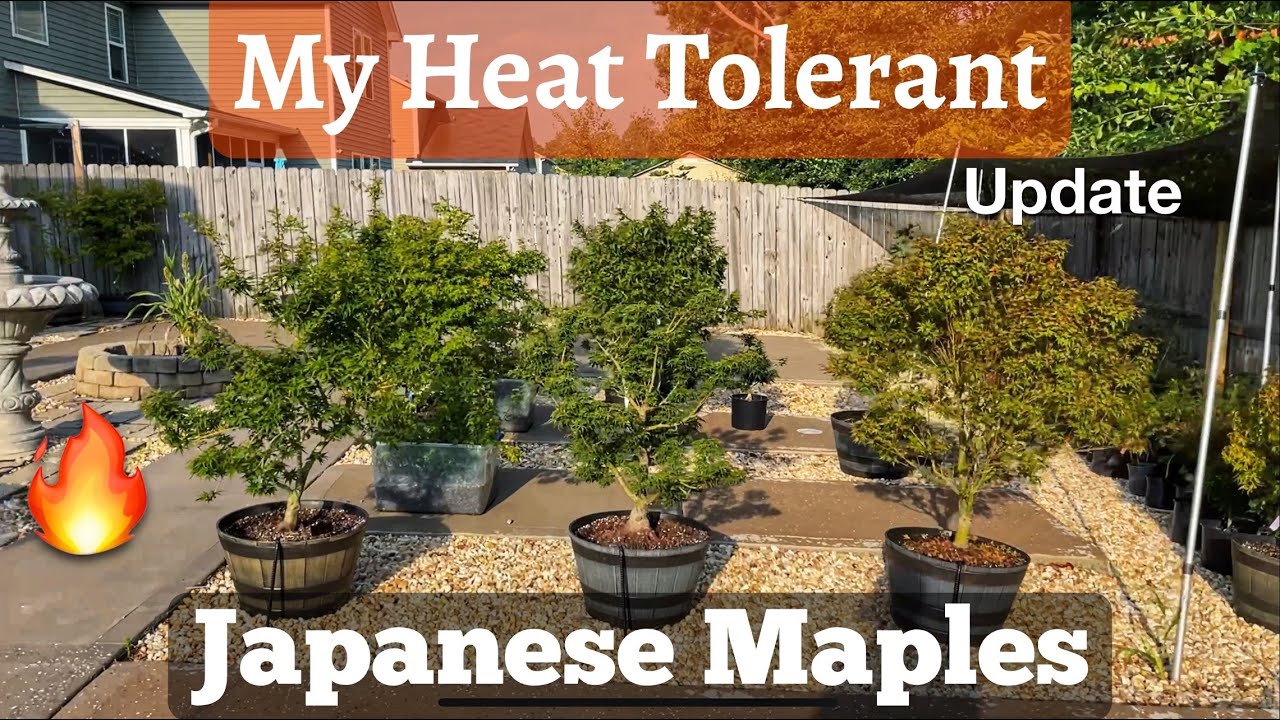Жаростойкий японский клен и как он себя чувствует.