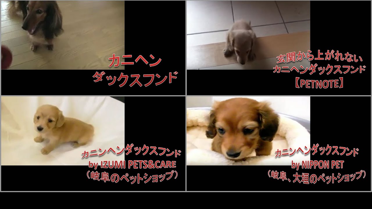 カニヘンダックスフンド犬 かわいい子犬5 人気視聴動画まとめ nextまとめ Youtube カニヘンダックスフンド犬 かわいい子犬5 人気視聴動画まとめ nextまとめ Youtube