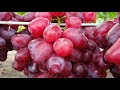 Урум: красивая и вкусная форма винограда