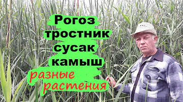 Рогоз,тростник сусак. камыш.Разные растения называют одним словом камыш.