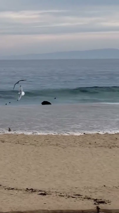 Monterey tsunami today