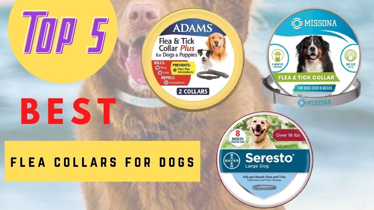 The Best Flea Collars For Dogs Review 2021 - YouTube