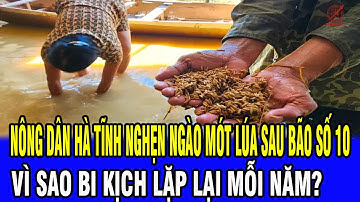 Nông Dân Hà Tĩnh Nghẹn Ngào Mót Lúa Sau Bão Số 10: Vì Sao Bi Kịch Lặp Lại Mỗi Năm?