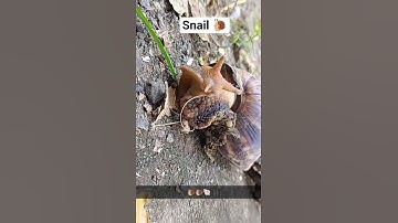 Snail 🐌 #snail #snails #shorts #like #share #comment #subscribe #youtube #shortfeed #trending