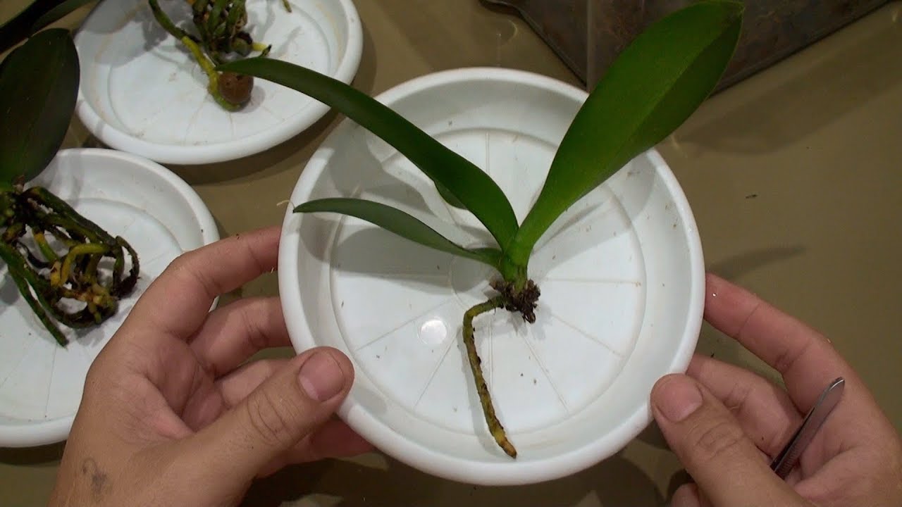 Орхидея в коре полив. Орхидея фаленопсис корни. Орхидея фаленопсис реанимация.