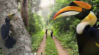 DD News Arunachal Exclusive | The Hornbill Guardians: How Villages Saved a Species through HNAP