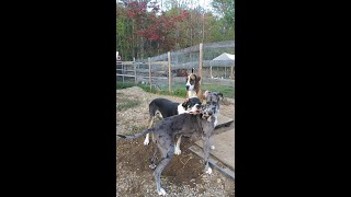 K9 Kennels / Great Danes K9 Kennels / Great Danes
