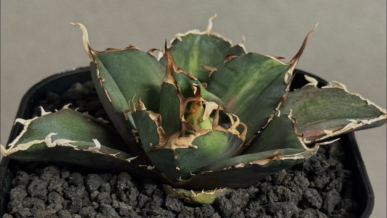 アガベ　チタノタ　黒鯨　白縞斑　Agave titanota mqdefault.jpg