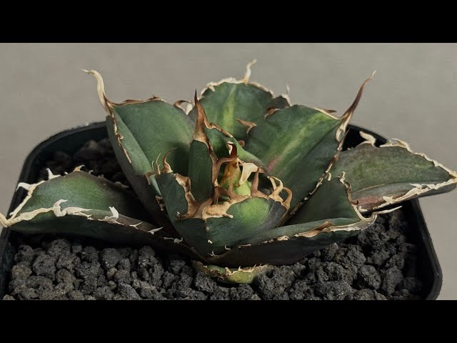 20251020 アガベ・チタノタ白鯨（縞斑）芽-010｜agave titanota