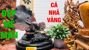 Cá xiêm gỗ trắc - cực rẻ - lh : 0389889968(zalo)