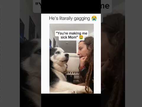 Dogs being idiots part 200: Talking dogs #funnydog #funnypet #cutedog #dog #pets #shorts