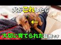 孫のように大切に育てられた犬だけが見せる仕草6選【完全解説】