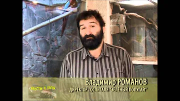 How Oil Affects Birds. Массовая гибель птиц от нефти.wmv
