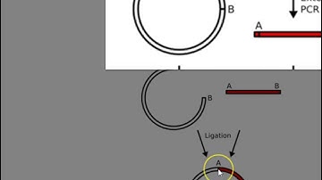 pET expression vector