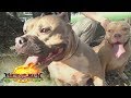 Matanglawin: Pitbulls