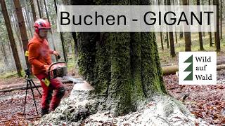 🌲Hoch RISIKO Fällung - Herausforderung angenommen! Husqvarna 564 XP im Einsatz #wildaufwald