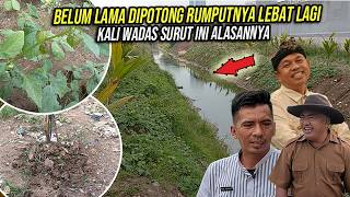 BELUM LAMA DIPOTONG RUMPUTNYA LEBAT LAGI | KALI WADAS SURUT INI ALASANNYA
