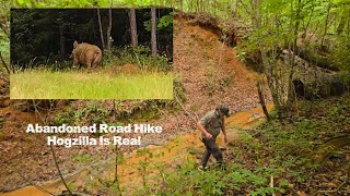 Abandoned Road | Hogzilla Is Real