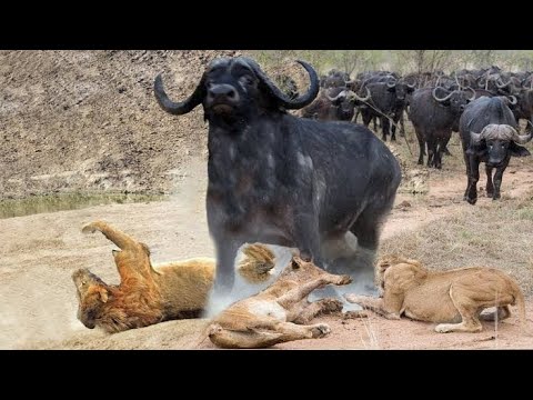 Nyati mbabe akipambana na Simba kumi Smart Buffalo cornered by ten lions failed rescue