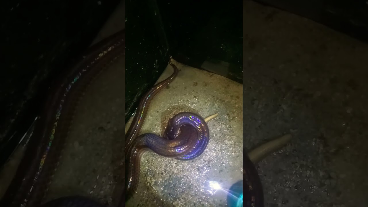 ular pelangi memangsa kadal 