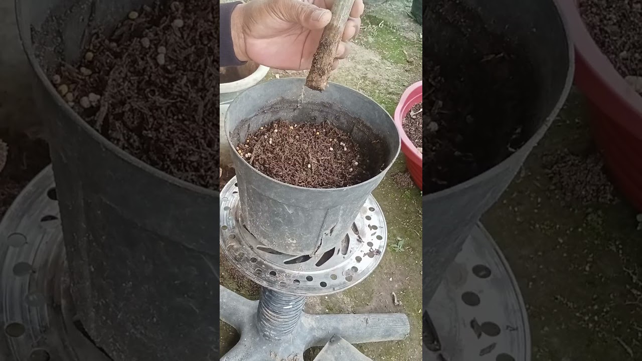 Media tanam yang cocok untuk bahan bonsai sancang hasil stek