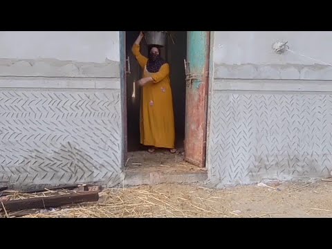  الحليب والكنيس عند المواشي من الفجرية