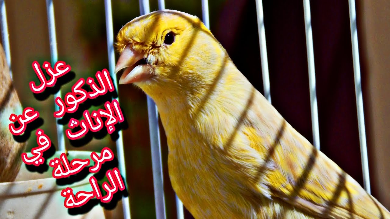 هل يجب عزل الذكور عن الإناث في مرحلة الراحة ؟؟