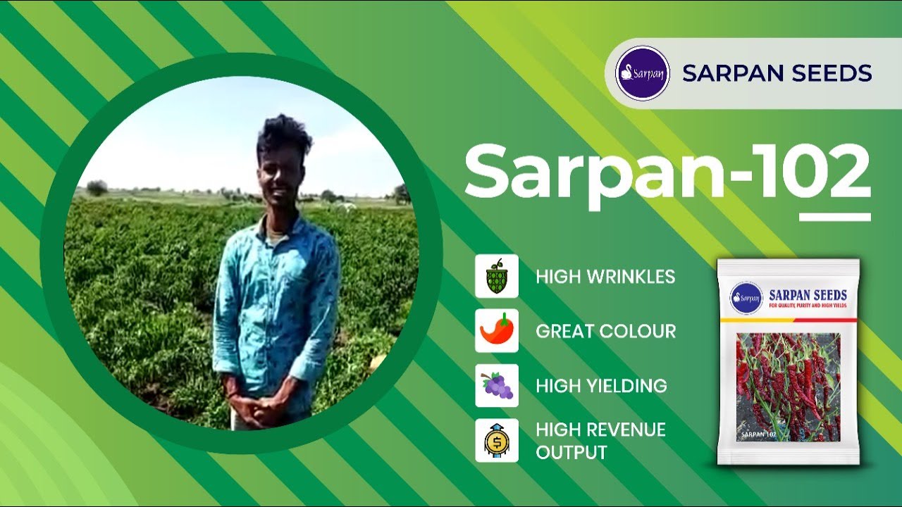 Sarpan Seeds Sarpan 102 Chilli Seeds - Farmer Testimonial