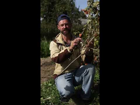 ПРАВИЛЬНАЯ обрезка смородины - YouTube