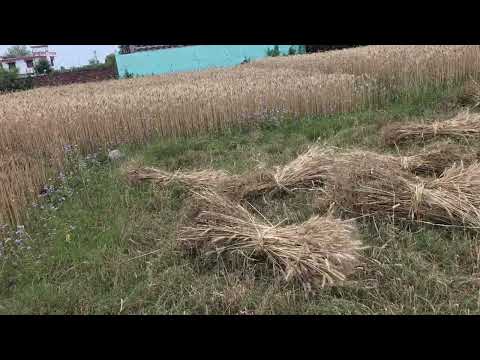 Mere Farm mai (Wheat)Gehu ki Harvedting  kiya hai !!?🌾🌾🌾👍👌✌️💫🌾🌾