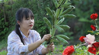 【二米炊烟】Peas & Broad Beans 等待一季的豌豆蠶豆，製成臘味煲仔飯和家常清粥小菜