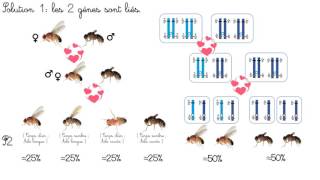 Brassage Interchromosomique