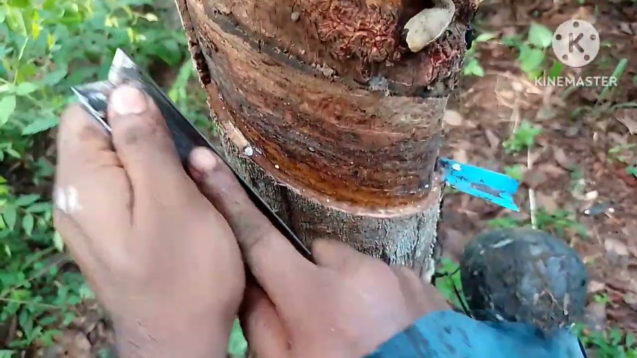 Rubber Tapping   റബ്ബർ  മരം  വെട്ടുന്ന വിധം