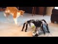 Jumping Spider vs Cat! Freakout!