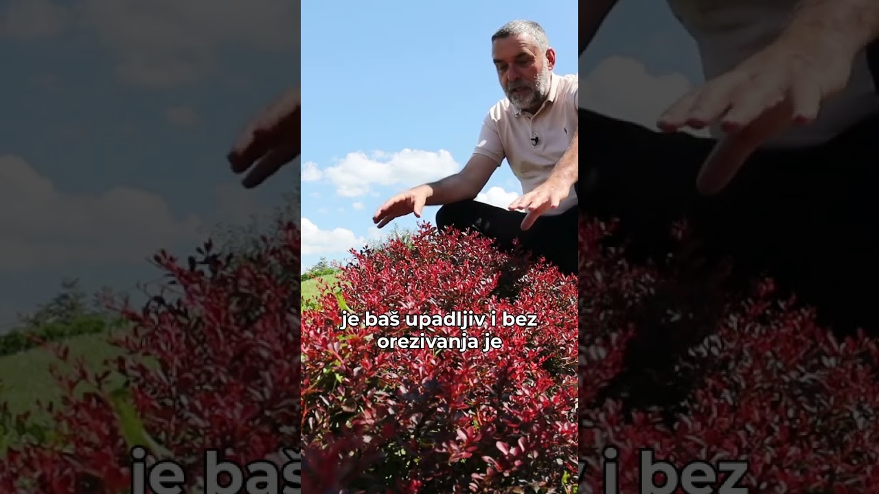 Sva lepota patuljastog berberisa