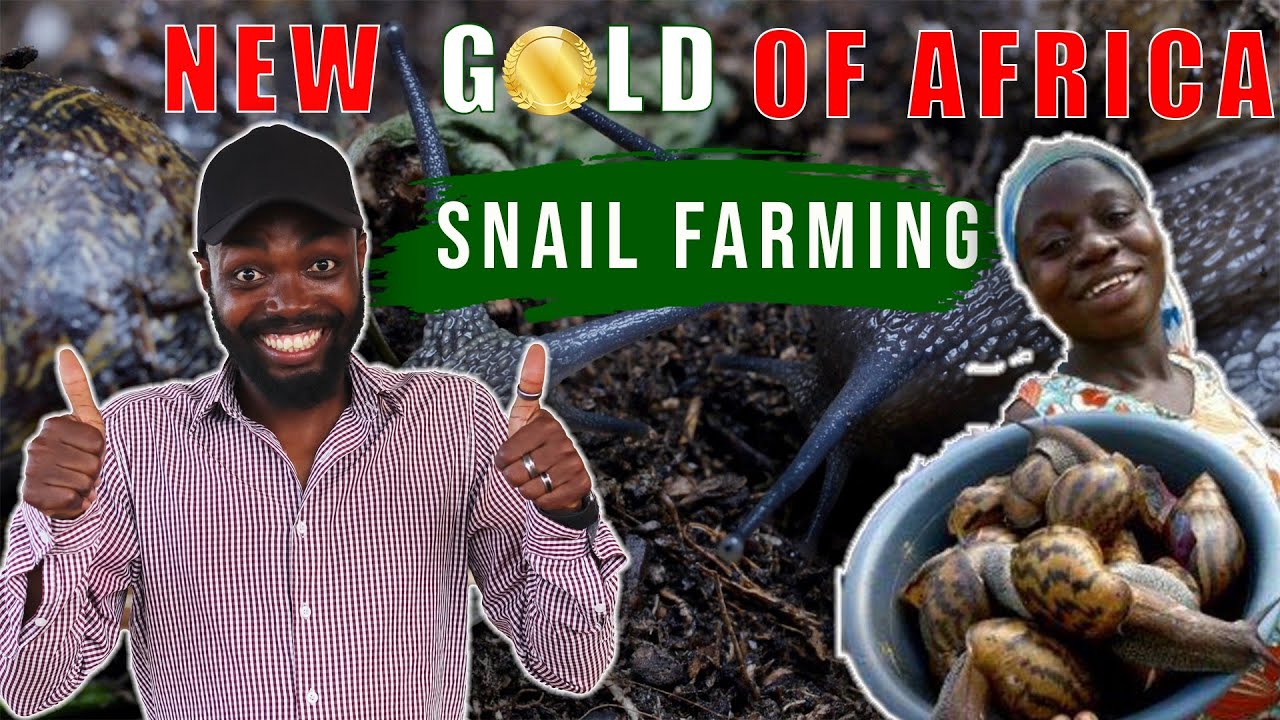 UNBELIEVABLE: Snail Farming In Africa Making $100,000?! | @TrisolaceFarms  Tour